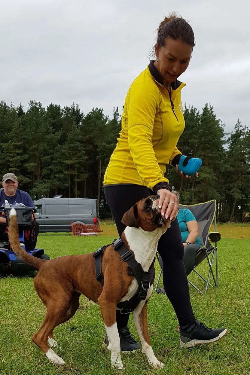 Justyna training a brown and white Boxer in a field, holding a treat pouch
